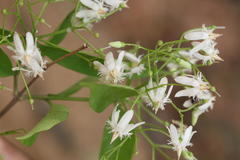 Wrightia tinctoria subsp. rothii